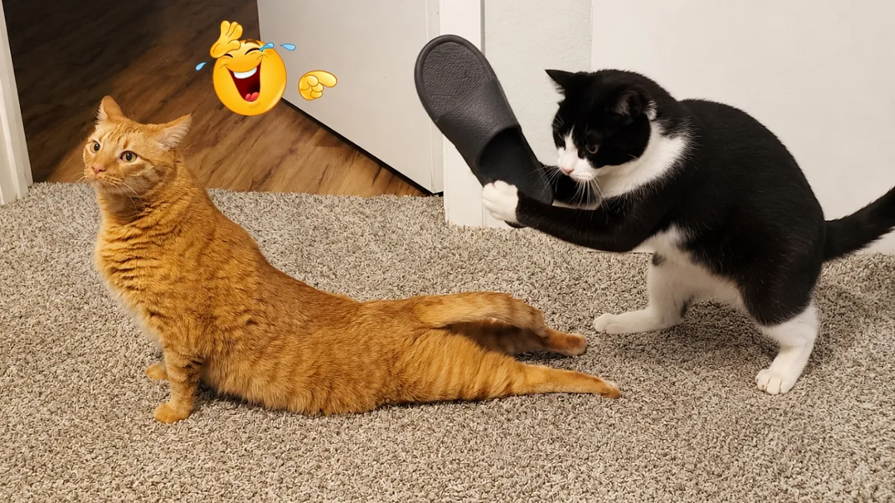Самые смешные коты 2026: Лучшая подборка за год! 😂 Смотри до слез