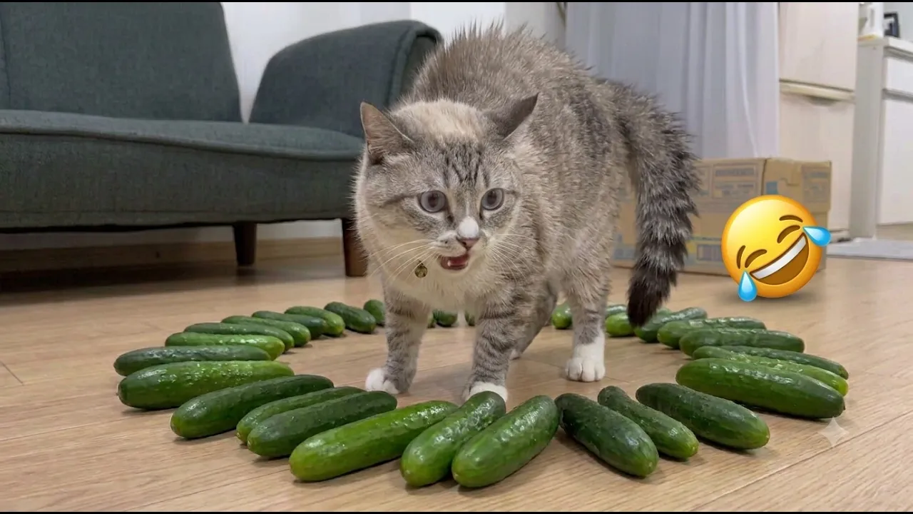 Самые смешные коты 2026: Часть 2 — Смеш до слез и лучшие пранки 😂🐱