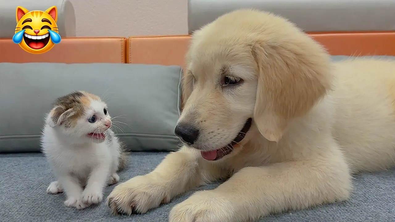 Самые смешные коты и собаки 2026: Лучшая подборка за день 😹🐶