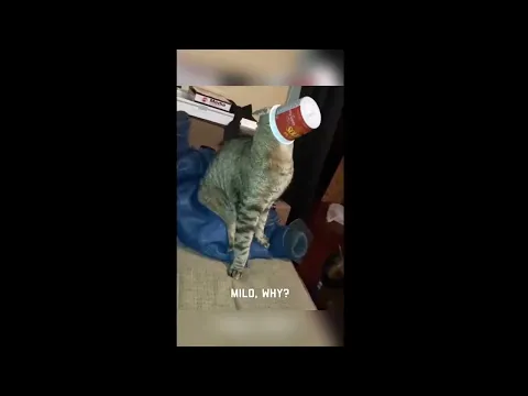 Самые смешные промахи котов 2026: Челлендж "Попробуй не смеяться" 😹
