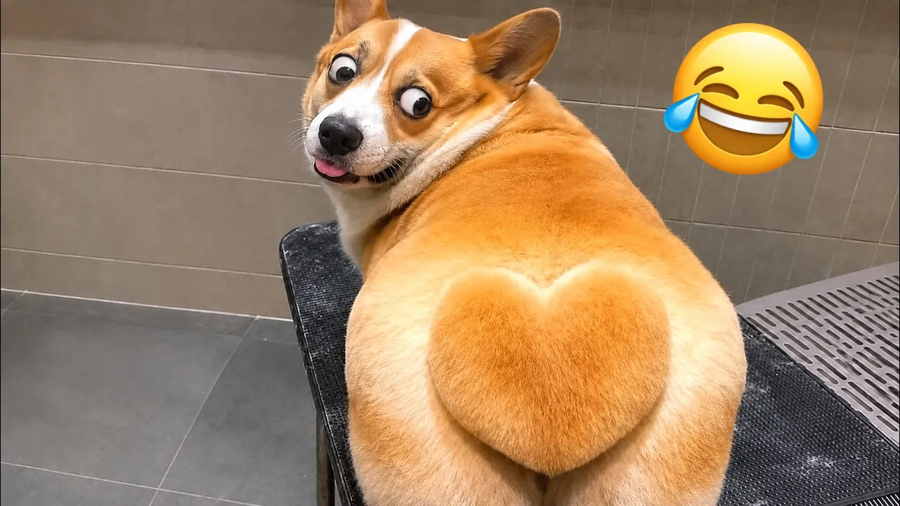 Самые смешные собаки 2026: Неуловимые реакции и милые провалы 😂🐕