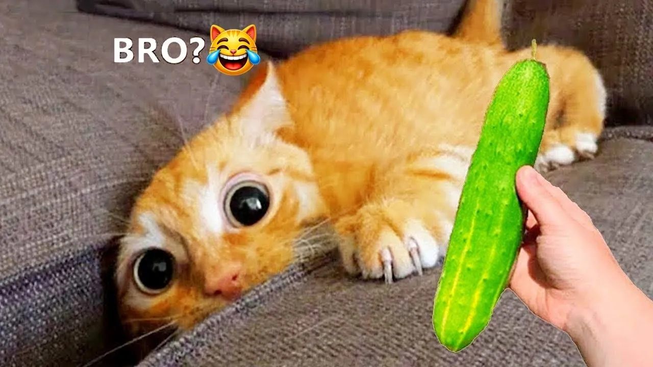 Ты смеёшься — ты проигрываешь! 😹 Самые смешные коты и собаки 2026