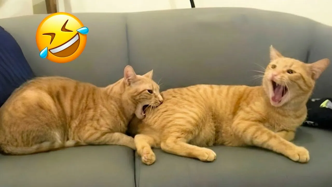 Самые смешные КОТЫ и СОБАКИ 2026: Попробуй не смеяться! 😂 Топ смешных видео
