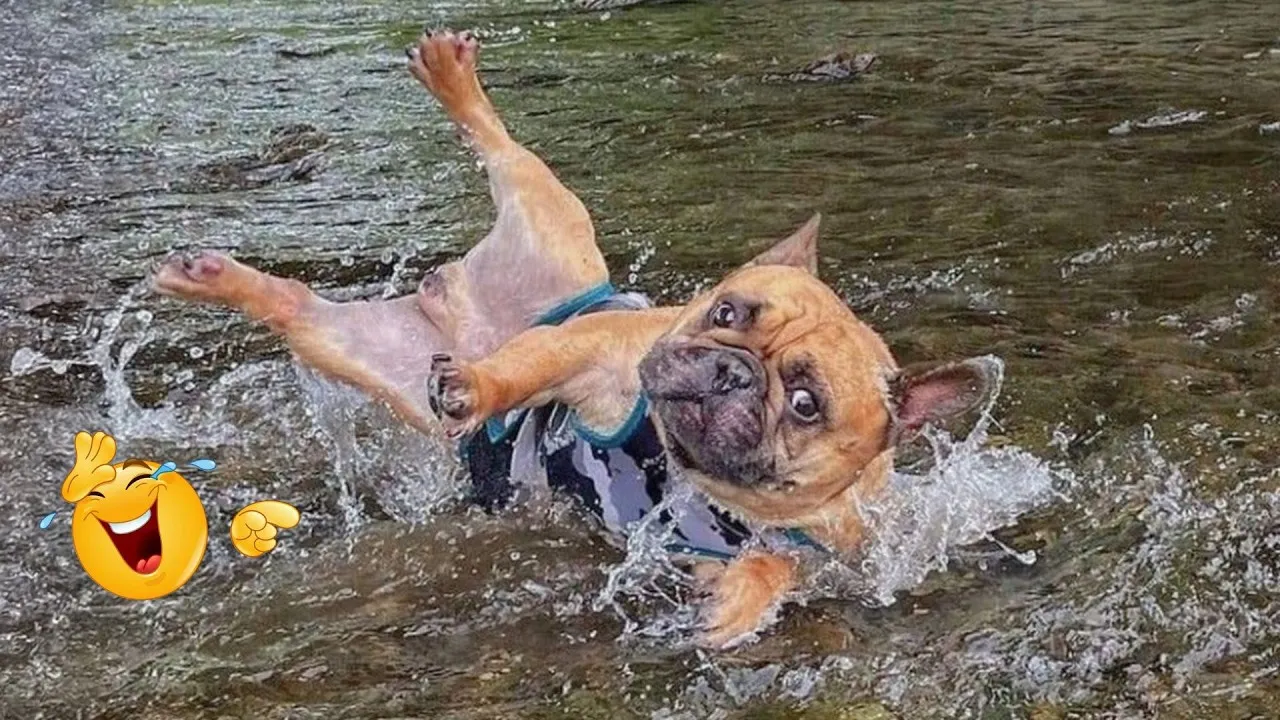 Смешные собаки 2026: Самые странные и смешные моменты 🤪🐕