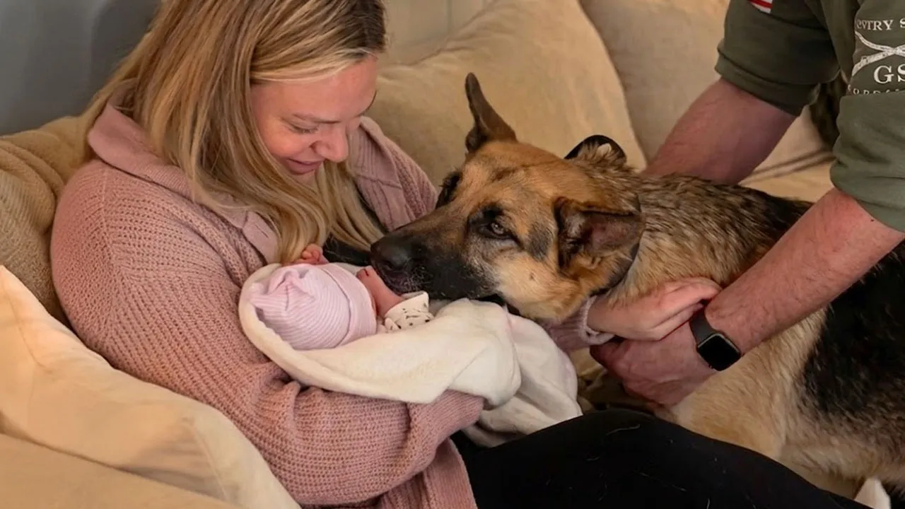 Adorable Dogs Stop At Nothing To Be Around Babies For The First Time! 🤣