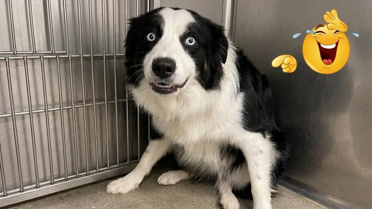 Funniest Cats & Dogs Ever 😂 Epic Pet Fails and Nonstop Laughs