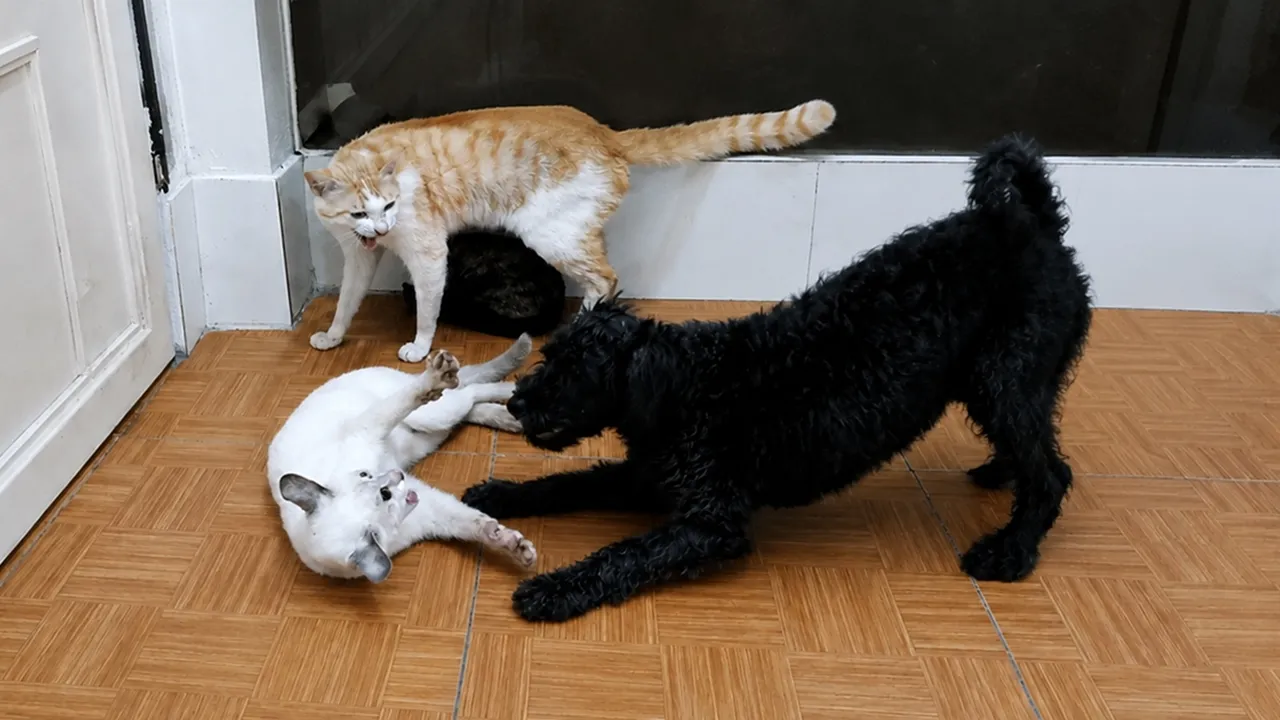 Не раздражай этого кота! Собака на одной лапе от беды! 🐱🐶😱