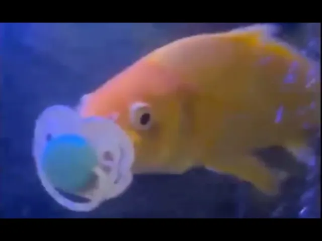 Funniest Animal Videos Ever