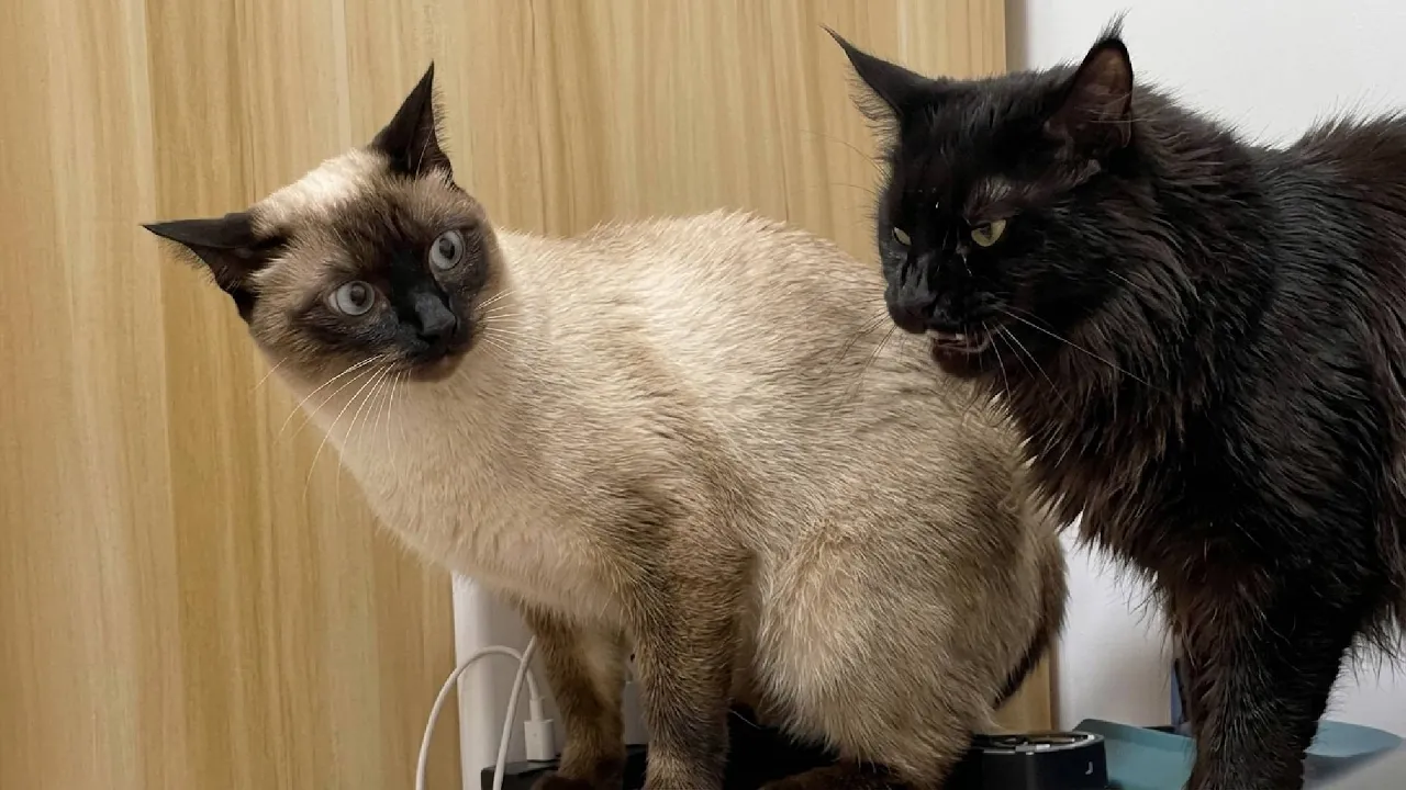 You Laugh You Lose 2026: Смешные собаки и кошки, от которых невозможно удержаться 🤣🐶🐱