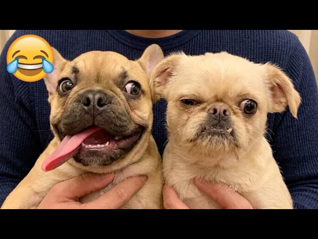 🤣 The Best Dogs & Cats Compilation Ever | Epic Pet Fails That Will Brighten Your Entire Day