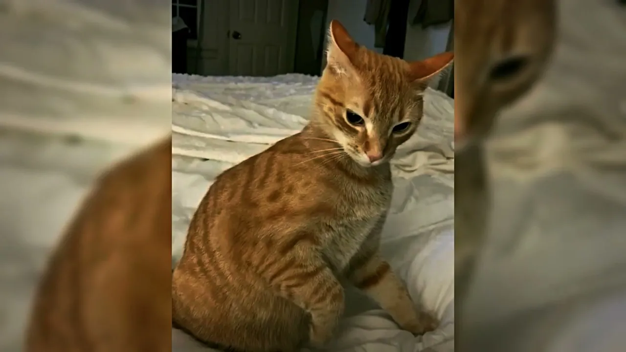 Самые смешные видео с котами 2026: Смех до слез гарантирован! 😂🐱