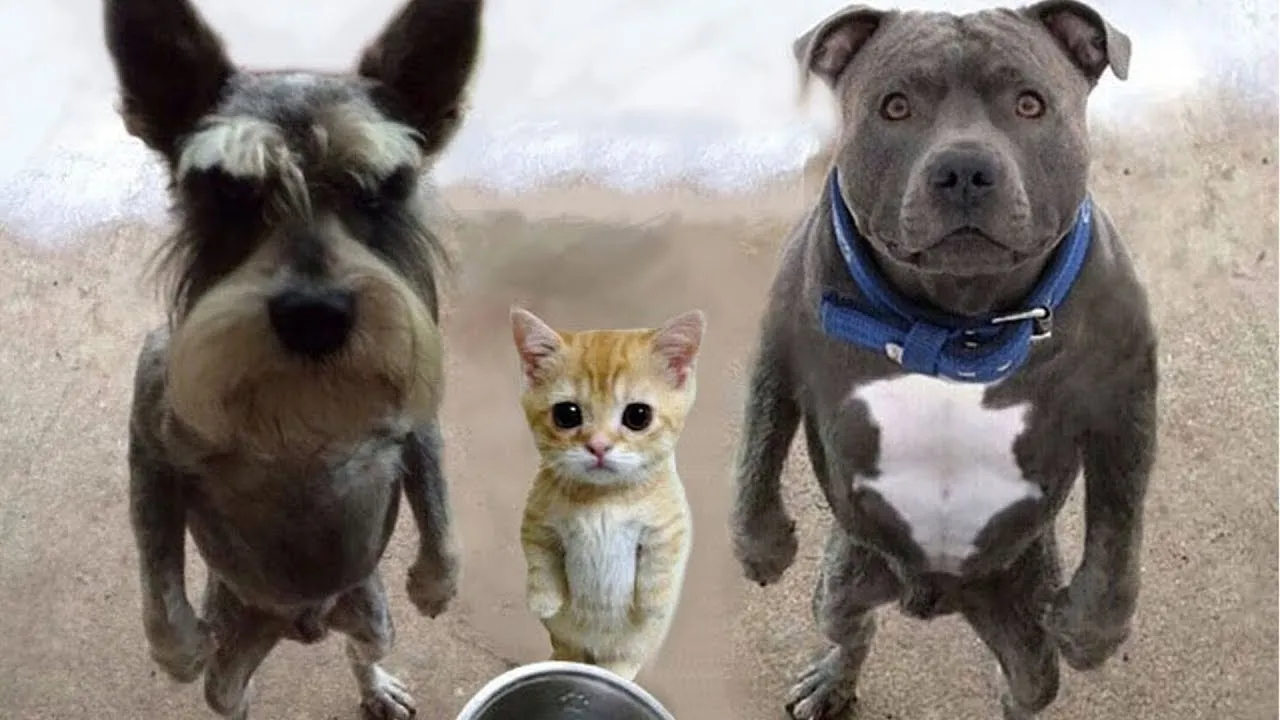 Смешные кошки и собаки 2026: Лучшая подборка за день! 😂🐱🐶
