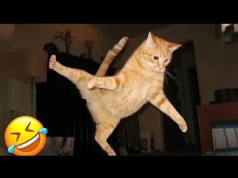 Попробуй не засмеяться! ТОП самых смешных котов 2026 😂 Лучшая подборка