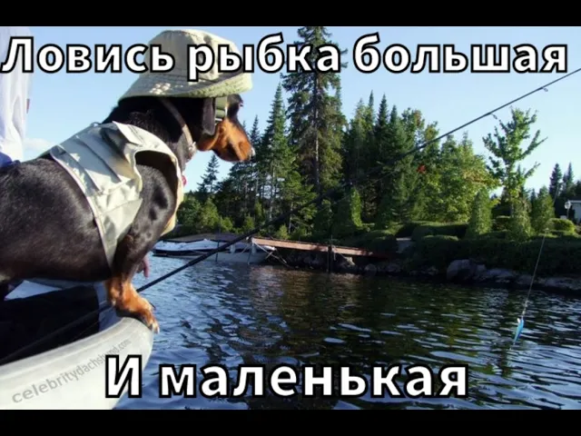 Самые смешные приколы с животными 2026: Смех до слез гарантирован!