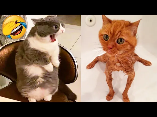 Смешные видео с котами и собаками 2026: Попробуй не смеяться! 😹🐶