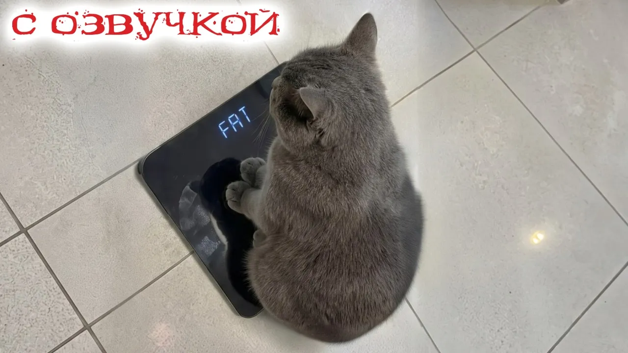 Смешные коты с озвучкой 2026: Попробуй не засмеяться! 😹 Лучшие приколы