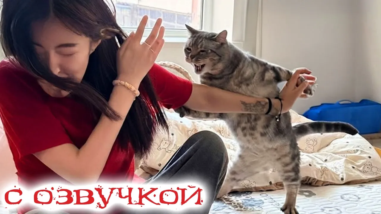 Коты с озвучкой: Самые смешные приколы 2026 — Попробуй не засмеяться!